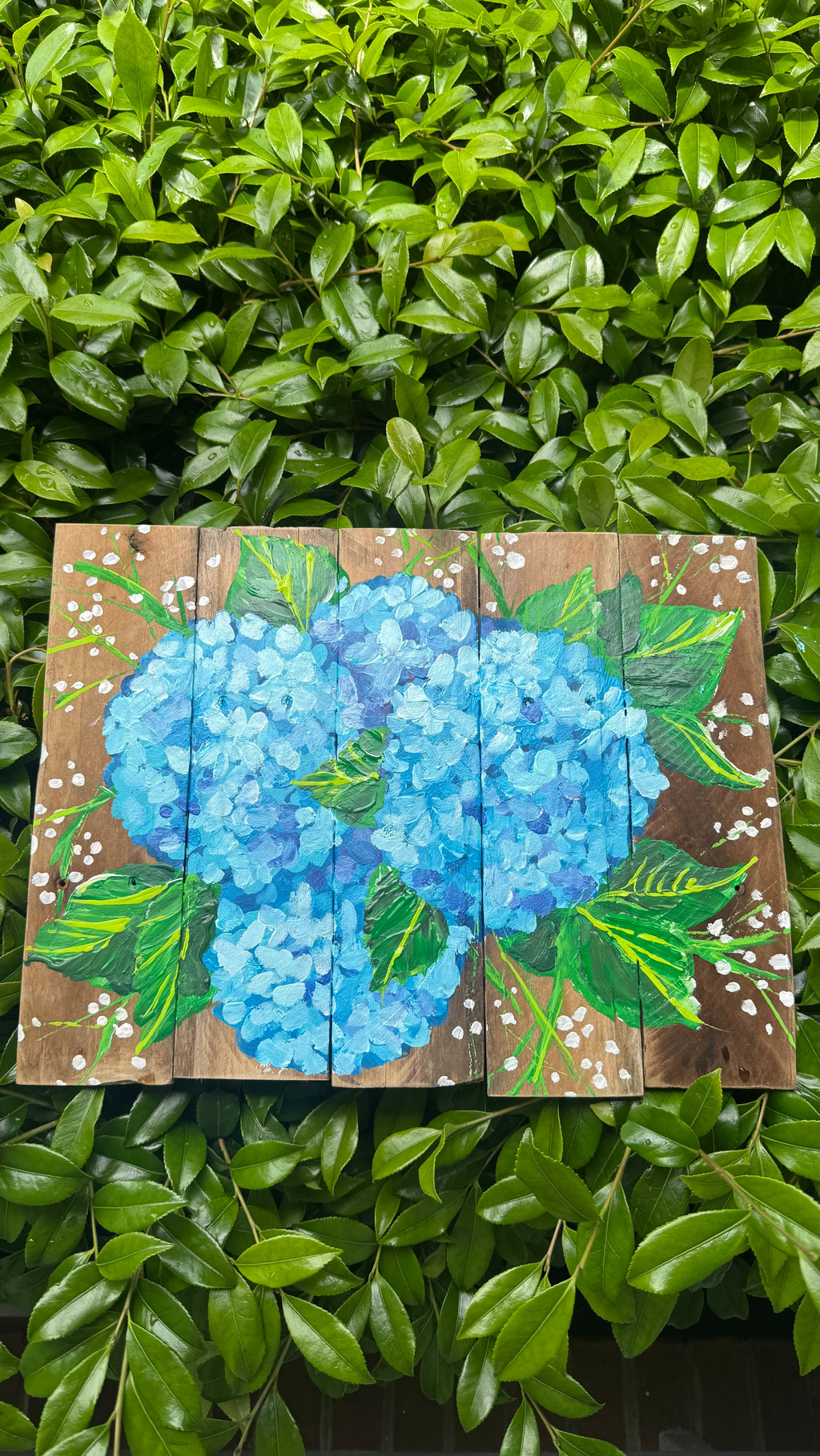 Beautiful Blue Hydrangeas!